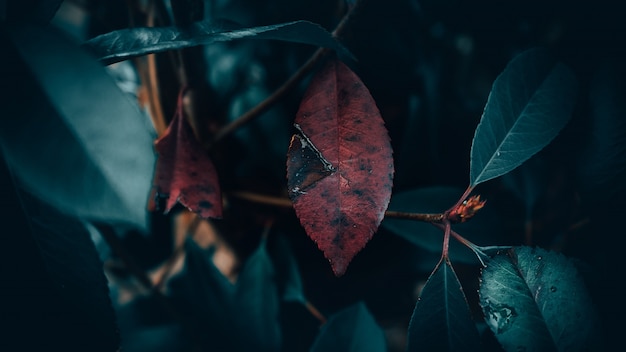 Closeup Shot of Red Leaf Surrounded by Green Leaves with a Blurred Background