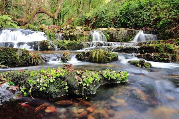 Beautiful View of Small Waterfall and Big Stones Covered with Plants in the Jungle