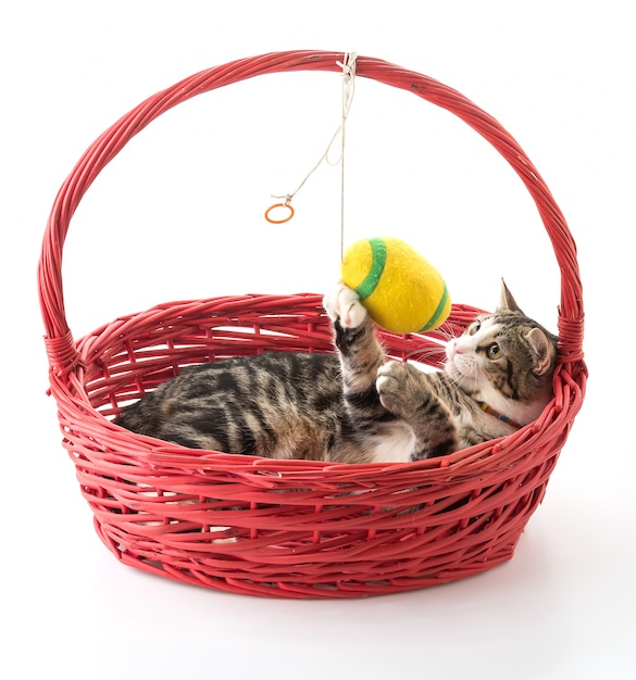 Cute Cat in Red Basket – Free Download