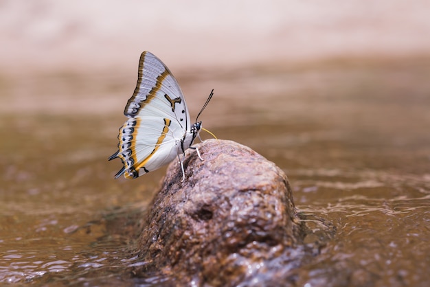 Butterfly – Free Download Stock Photo