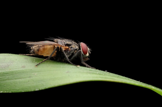 Housefly Closeup on Green Leaves with Isolated Background