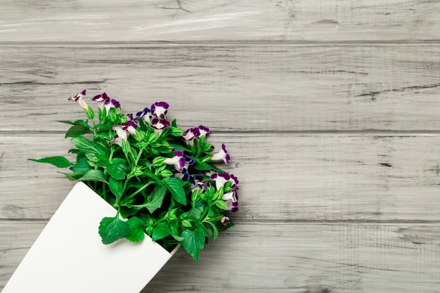 White pot with beautiful purple flowers