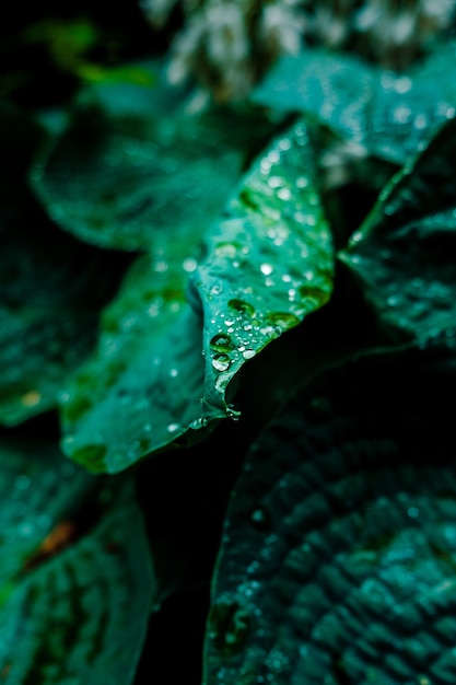 Closeup Shot of Dew Droplets on Green Leaves | Free Download