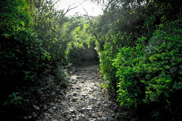 Leaf Forest Landscape Way Trails – Free Stock Photo Download