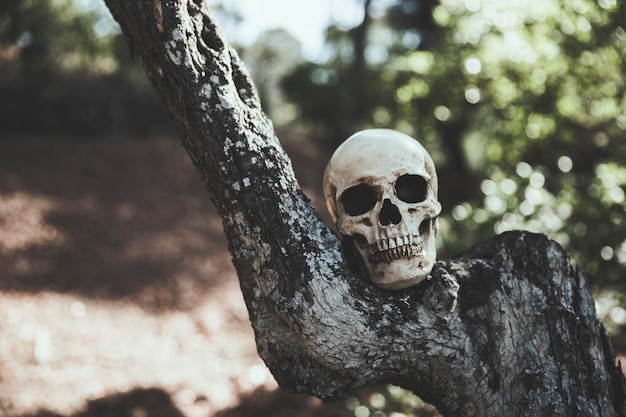 Gloomy Skull Placed on Wood – Free Stock Photo