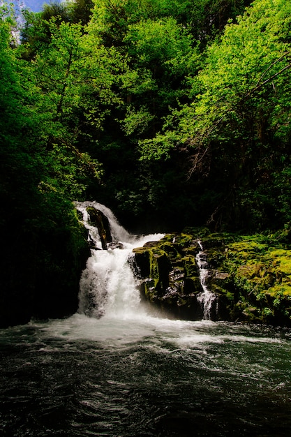 Beautiful Scenery of an Amazing Wild Forest with Breathtaking Greenery