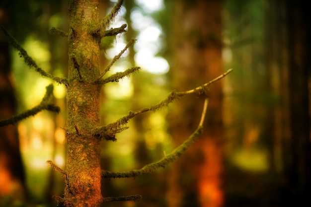 Dark Forest and Trees