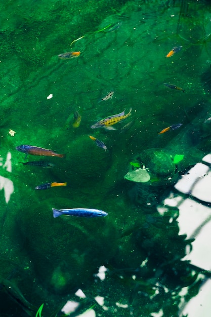 Fishes in a Pond: Free Stock Photo Download