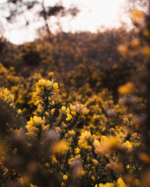 Beautiful Yellow Flowers Surrounded by Green Bushes