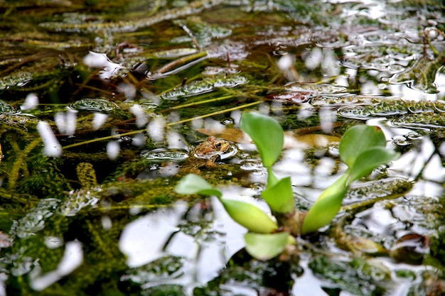 Close shot of green plants in the water – Free Stock Photo for Download