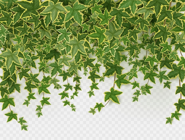 Ivy climbing vines frame green leaves of creeper in Vector Templates – Free Stock Photo Download