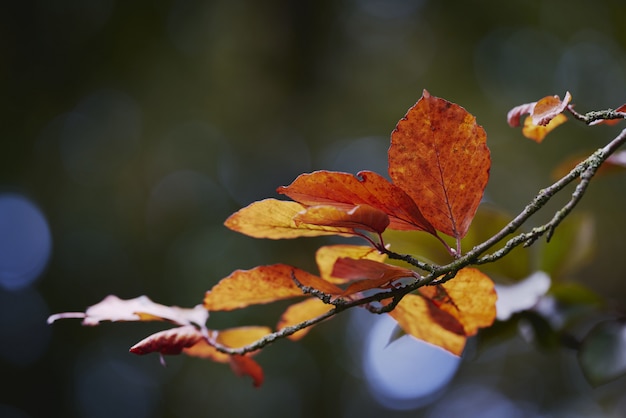 Small Branch of Yellow Autumn Leaves: Free Download