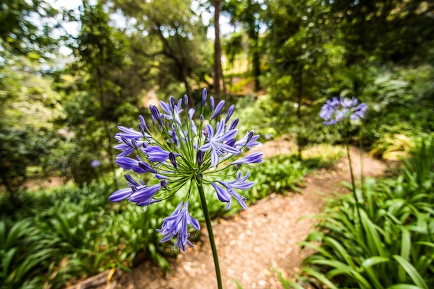 The famous botanical garden in Funchal, Madeira island, Portugal – Free Stock Photo for download