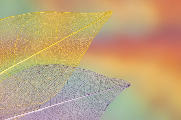 Vivid transparent autumn leaves – Free Stock Photo