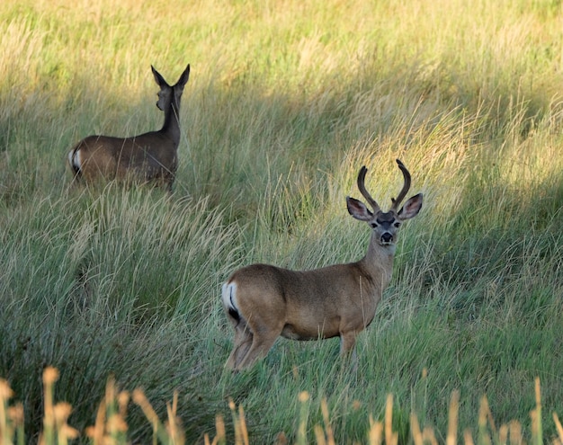 Deer walking in a grassy field during daytime – Free Stock Photo Download