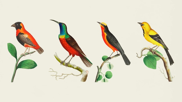 Colorful Birds Set