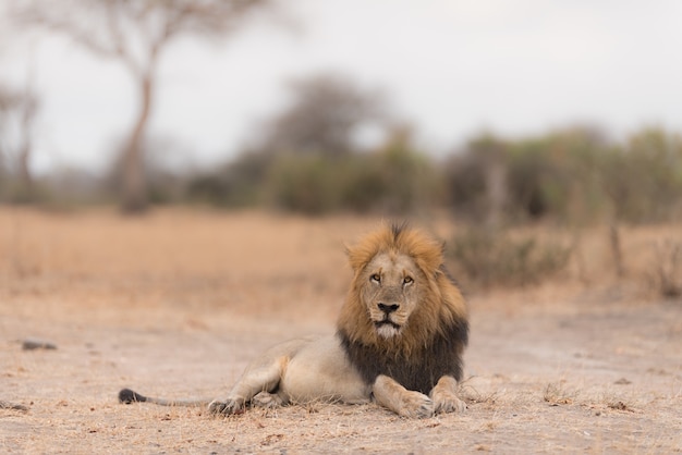 Lion laying on the ground