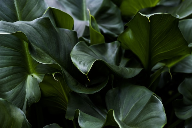 Closeup Shot of Green Leaves – Free Download