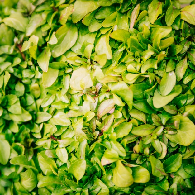 Full Frame of Fresh Green Leaves Background