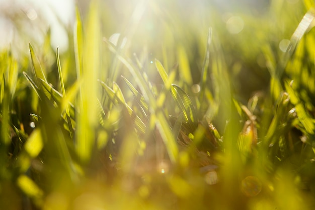 Natural Grass Close Up – Free Stock Photo for Download