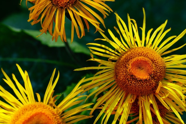 Beautiful Sunflowers in the Garden