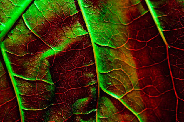 Macro of a Green Leaf – Free Download