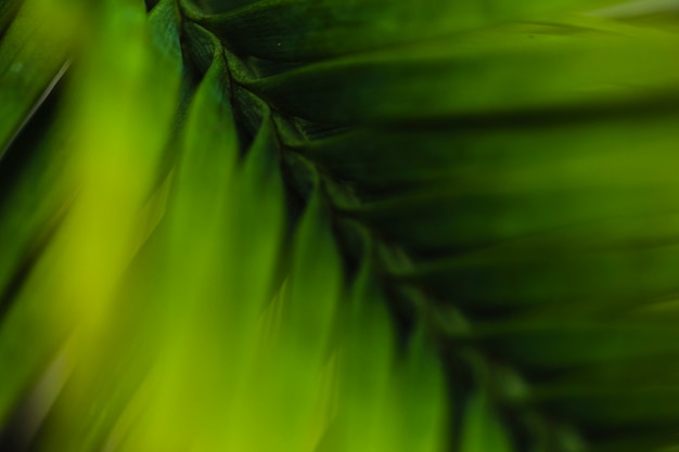 Amazing Free Stock Photos: From above palm leaf