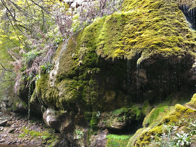 Beautiful Shot of a Huge Rock Formation Covered with Moss in the Forest