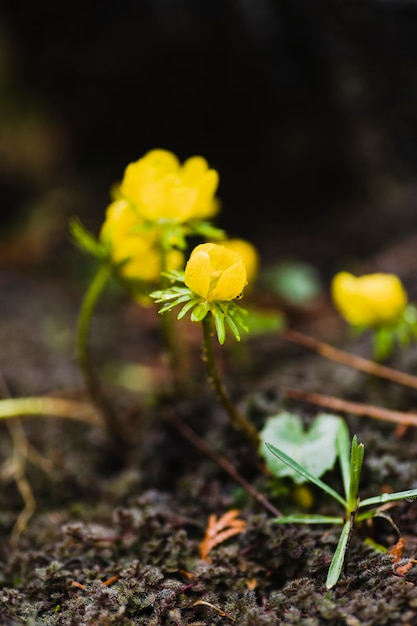 Yellow Flowers on Ground