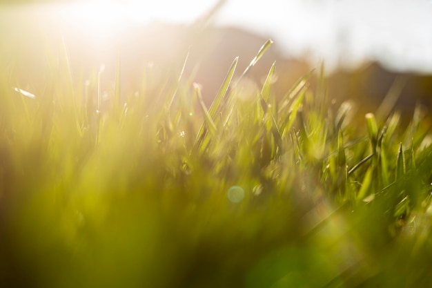 Natural grass close up – Free Stock Photo