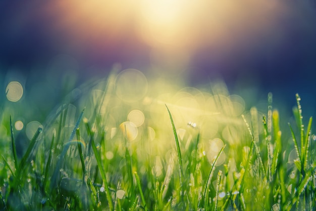 Green Grass with Dew Free Stock Photo Download