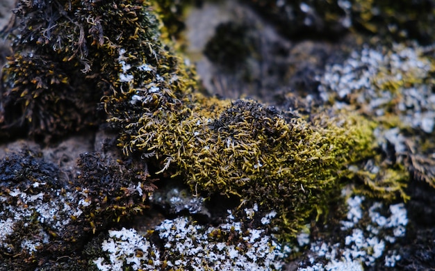 Closeup Shot of Wet Green Moss Growing on a Stone