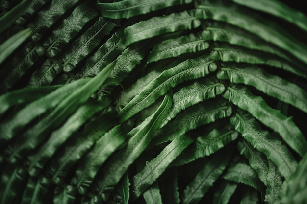 Macro Shot of Fern Leaf on Nature Background