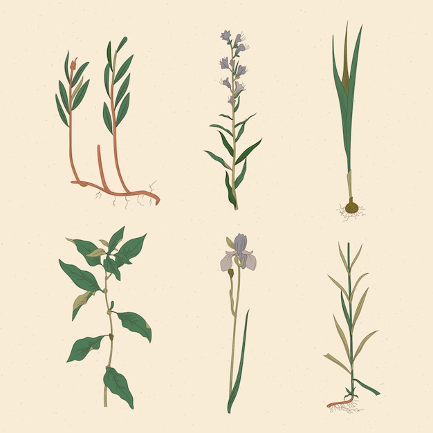 Artistic Draw of Herbs & Wild Flowers Vector Templates