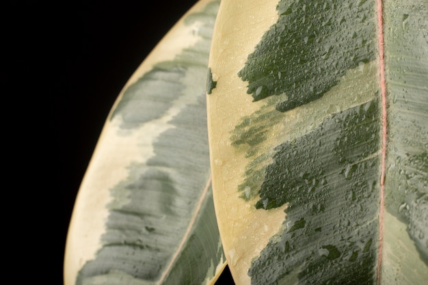 Indoor Plant Textures Details