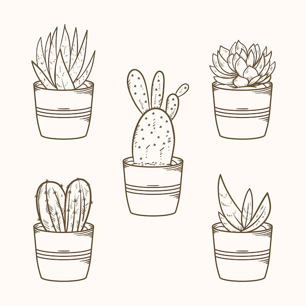 Hand Drawn Cactus Drawing Illustration