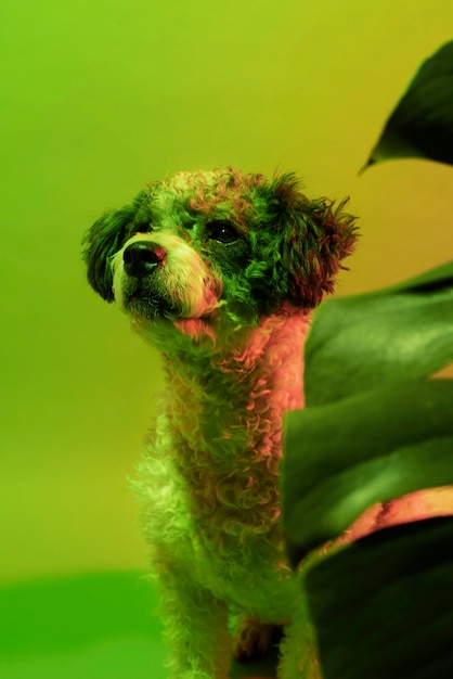 Portrait of bichon frise dog in gradient lighting – Free Stock Photo for Download