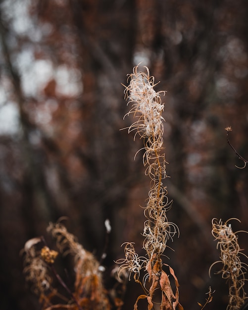 Autumn Grass Selective Focus Free Stock Photo Download