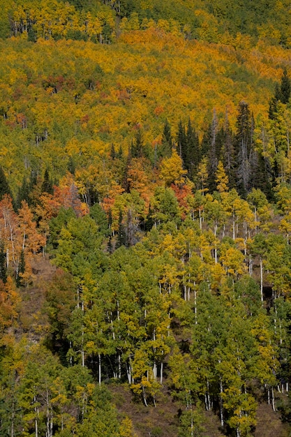 Nature view of USA flora and vegetation