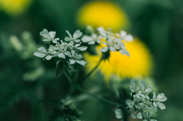 Beautiful White Flowers Blooming in Field