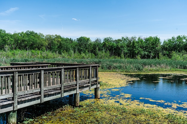 Horizontal Shot of a Boardwalk in the Pond with Marshes