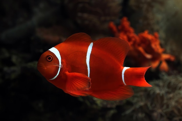 Maroon Clownfish on Coral Reefs Anemones on Tropical Coral Reefs