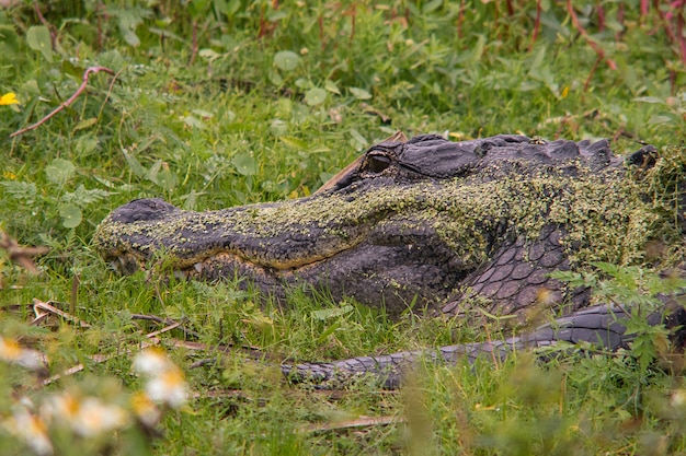 American Alligator in a Grassy Field in a Jungle