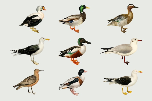 Hand Drawn Ducks Vector Set