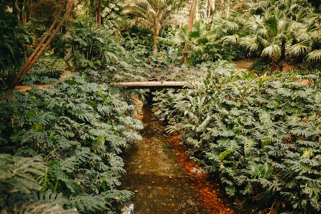 Small River in Forest