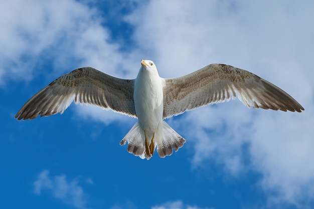 Close-up of amazing seagull flying – Free Download