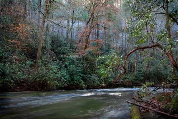 Beautiful River in the Middle of a Forest