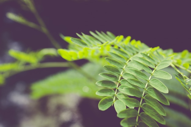 Closeup Leaves – Free Stock Photo for Download