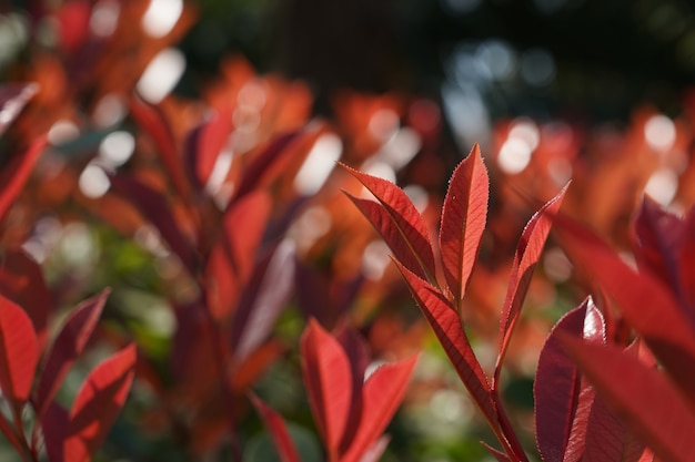 Closeup Selective Focus Shot of Red Leaves with Greenery