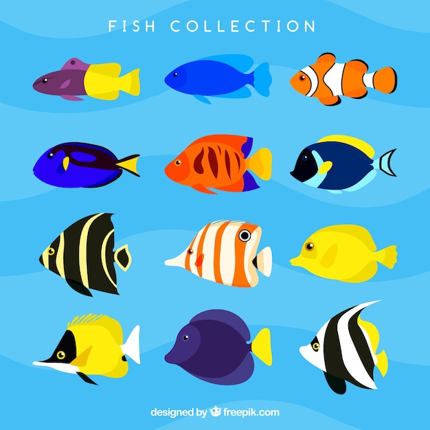 Colorful Fishes Vector Set: Free Download